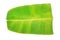 Banana leaf