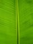 Banana Leaf