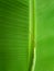 Banana Leaf