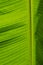 Banana leaf background