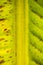 Banana leaf background