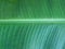 banana leaf background is green and has dewdrops on it