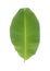 Banana leaf or banana leaf is the leaf of a banana tree.