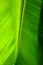 Banana leaf with the best green colour