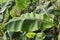 Banana leaf in broad, bigger green colour around one meter in length.