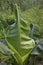 Banana leaf in broad, bigger green colour around one meter in length.