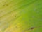 Banana leaf with brown rotten part