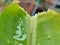 Banana leaf buds on eating caterpillars