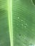 Banana leaf close up