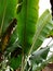 Banana leaf | Daun pisang