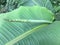 banana leaf,Fruit banana and flower or light.greenplants