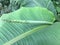 banana leaf,Fruit banana and flower or light yellow.greenplants