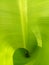 Banana leaf greengardon beautiful shoot