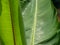 The banana leaf, with its vibrant emerald hue and generous size, embodies the essence of tropical splendor.It is not merely a leaf