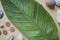 Banana leaf, shells and coins on the table. Flat photo background on beige craft paper.