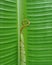 banana leaf shoots, still shaped like a rope and contain sap