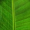 Banana leaf structure - green background