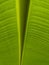 banana leaf texture captured from a forest in Indonesia low angle