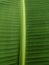 banana leaf texture captured from a forest in Indonesia top angle