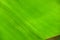 Banana leaf texture in close up photos, photo macro, focus selection, can be used as background and wallpaper