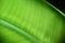 Banana leaf texture in close up photos, photo macro, focus selection, can be used as background and wallpaper