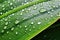 a banana leaf up close, covered with dew drops