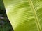 Banana leaf with water droplets