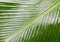 Banana leaves, green leaves with rain drops attached on rainy days.