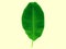 Banana leaves are the leaves of the banana tree. Has been used in a wide variety Because it is large, flexible, waterproof and can