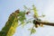 Banana leaves and papaya tree at sky