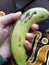 Banana like fruit world good