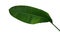Banana like green leaf of Heliconia or Strelitzia tropical forest plant isolated on white background, clipping path included