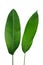 Banana like green leaves of Strelitzia and Heliconia tropical forest plants isolated on white background, clipping path included