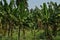 Banana or Musa, plantation near Hampi, Karnataka, India