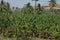 Banana or Musa, plantation near Hampi, Karnataka, India