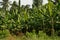 Banana or Musa, plantation near Hampi, Karnataka, India