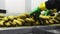 Banana during packing process, Banana on conveyor belt on packing line.