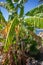 a banana palm hangs a shrub with green bananas and in the background the sky is blue