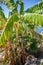 A banana palm hangs a shrub with green bananas and in the background the sky is blue