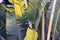 Banana palm leaf texture. Green leaves digital illustration. Tropical forest vintage card. Banana palm foliage