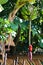 Banana Palm Tree Fruit Stalk Musa acuminata