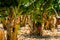 Banana palm trees for growing fruits