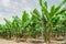 Banana palm trees rows on cultivated fruit orchard