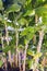 Banana palms, garden, grove of banana trees and leaves in the jungle