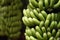 Banana palms plantation,bunches of green bananas on a branch of banana palm