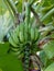 Banana palms plantation, bunches of green bananas growing on a branch of banana palm.