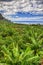 Banana palms plantation in north-west coast of Tenerife, Canarian Islands