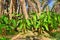 Banana Palms, Tamerza oasis, Sahara Desert, Tunisia, Africa, HDR