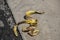 Banana peel laying on the ground - grungy grainy blacktop and sidewalk - slip and fall danger - focus on foreground