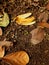 banana peel, piles of organic trash, decomposing process, dry leaves and food litter